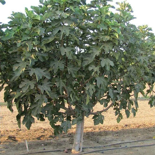 Violette de Bordeaux Live Fig Tree (5-9") - Negronne Ficus Carica - Cold Hardy Edible Fruit Zone 6-10 - Compact Dwarf Container Patio Plant