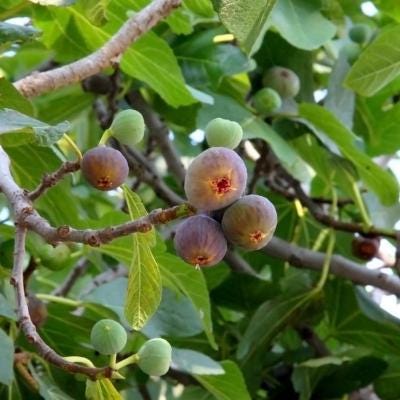 Live Olympian Fig Tree (5-9") - Award Winning Ficus Carica - Ultra Cold Hardy Zone 6-10 - Large Sweet Fruit