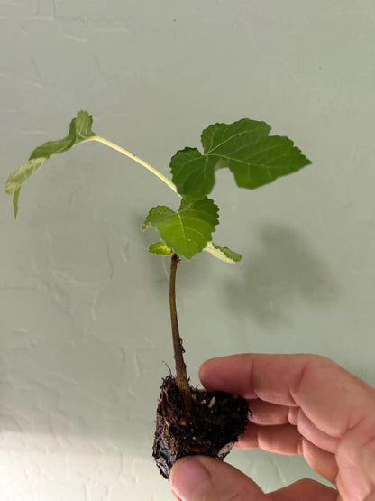 Live Olympian Fig Tree (5-9") - Award Winning Ficus Carica - Ultra Cold Hardy Zone 6-10 - Large Sweet Fruit