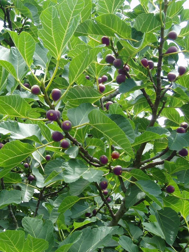 Live Celeste Fig Tree (5-9") - Ficus carica "Sugar Fig" - Cold Hardy Zones 6-10 - Sweetest Fruit Variety