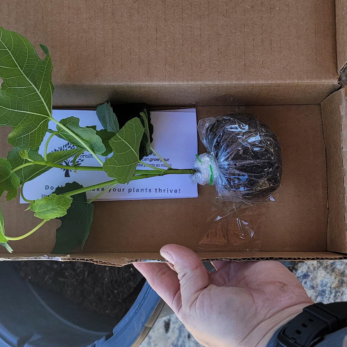 Live Green Ischia Fig Tree (5-9") - Verte Ficus Carica - Cold Hardy Zone 7-10 - Sweet Strawberry Jam Flavor