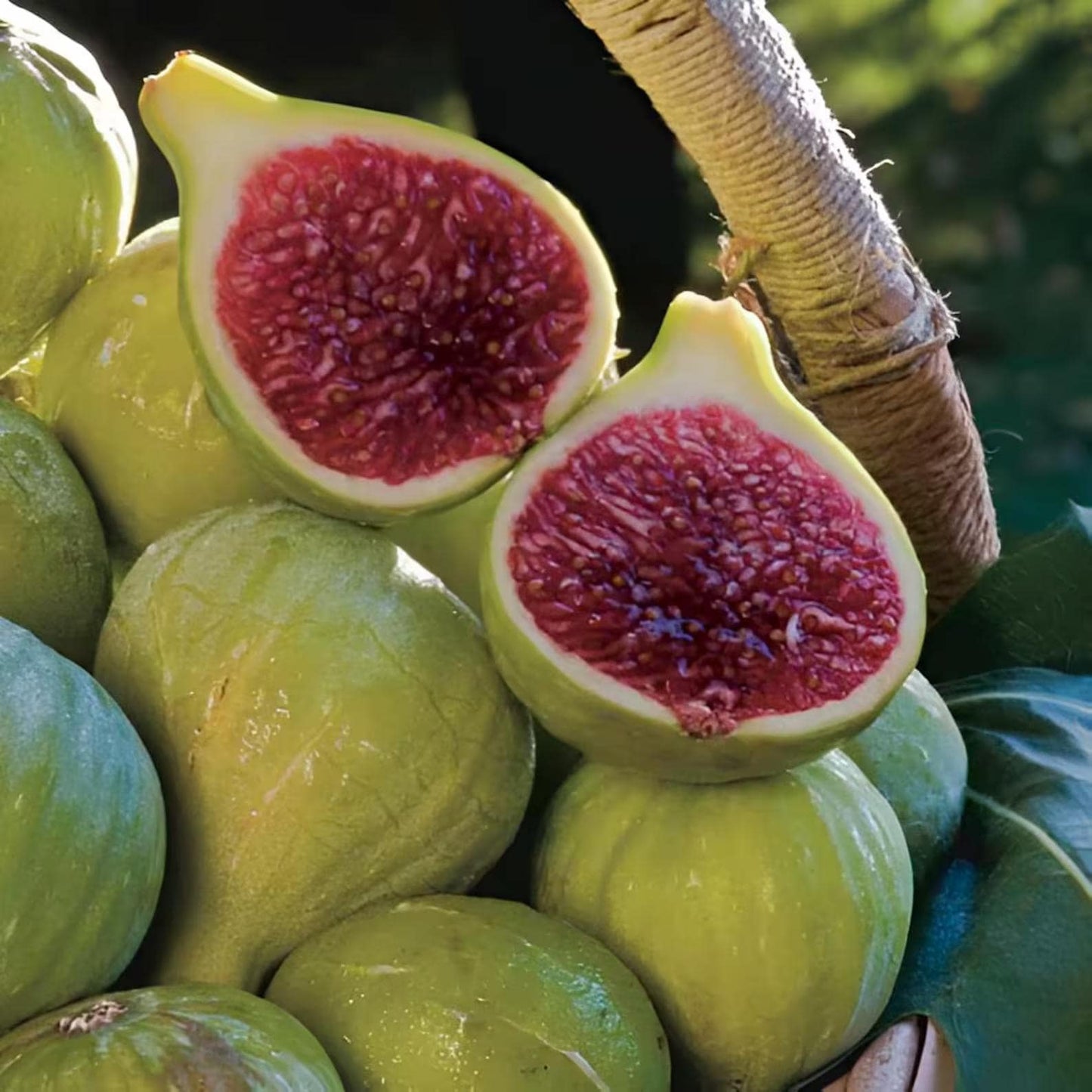 Live Green Ischia Fig Tree (5-9") - Verte Ficus Carica - Cold Hardy Zone 7-10 - Sweet Strawberry Jam Flavor