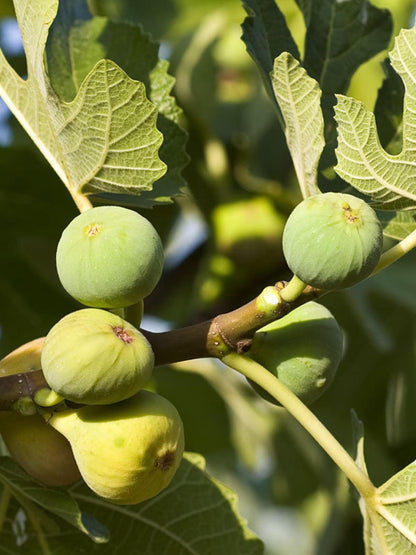 Live Green Ischia Fig Tree (5-9") - Verte Ficus Carica - Cold Hardy Zone 7-10 - Sweet Strawberry Jam Flavor