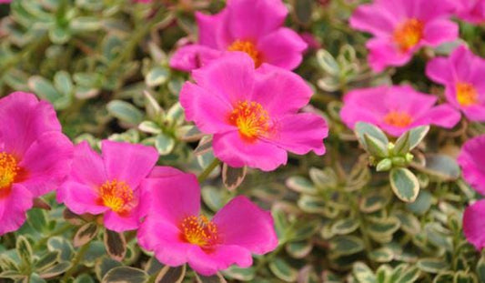 Puerto Rican Hot Pink Portulaca Live Plants | Pack of 2 (TWO) | 5-9" Tall | Moss Rose Purslane | Drought Tolerant Neon Trailing Succulent