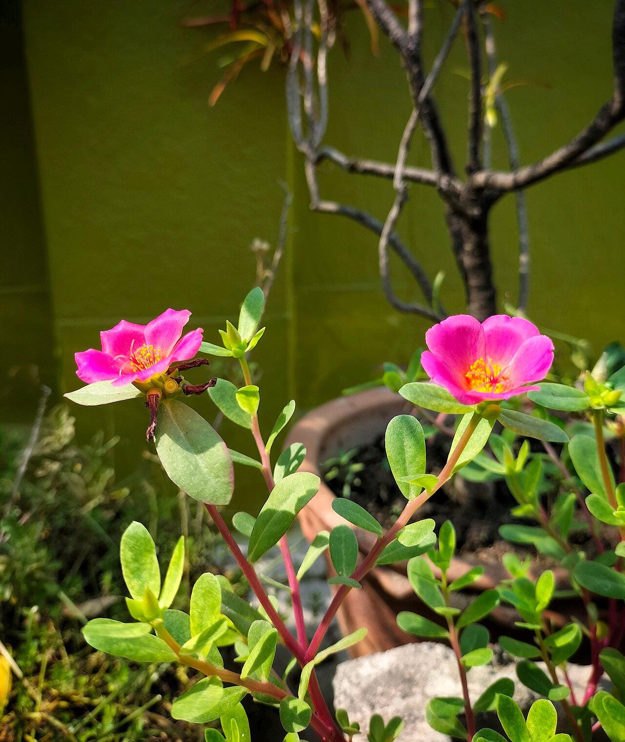 Puerto Rican Hot Pink Portulaca Live Plants | Pack of 2 (TWO) | 5-9" Tall | Moss Rose Purslane | Drought Tolerant Neon Trailing Succulent