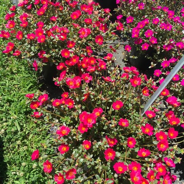 Dark Pink Purslane Live Plants | Pack of 2 (TWO) | 5-9" Tall | Portulaca Moss Rose | Drought Tolerant Flowering Succulent Groundcover
