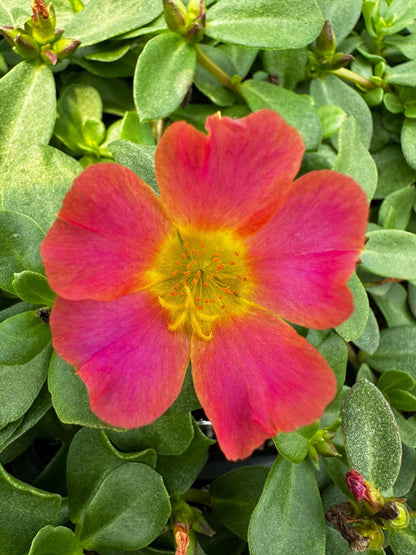 Dark Pink Purslane Live Plants | Pack of 2 (TWO) | 5-9" Tall | Portulaca Moss Rose | Drought Tolerant Flowering Succulent Groundcover