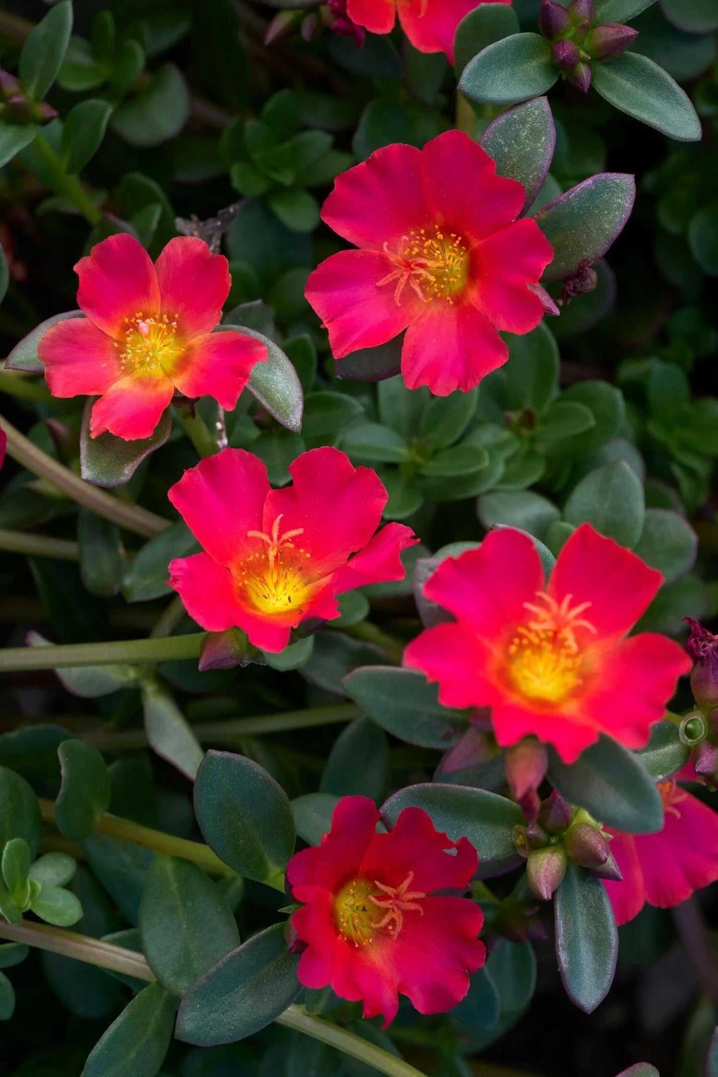 Dark Pink Purslane Live Plants | Pack of 2 (TWO) | 5-9" Tall | Portulaca Moss Rose | Drought Tolerant Flowering Succulent Groundcover