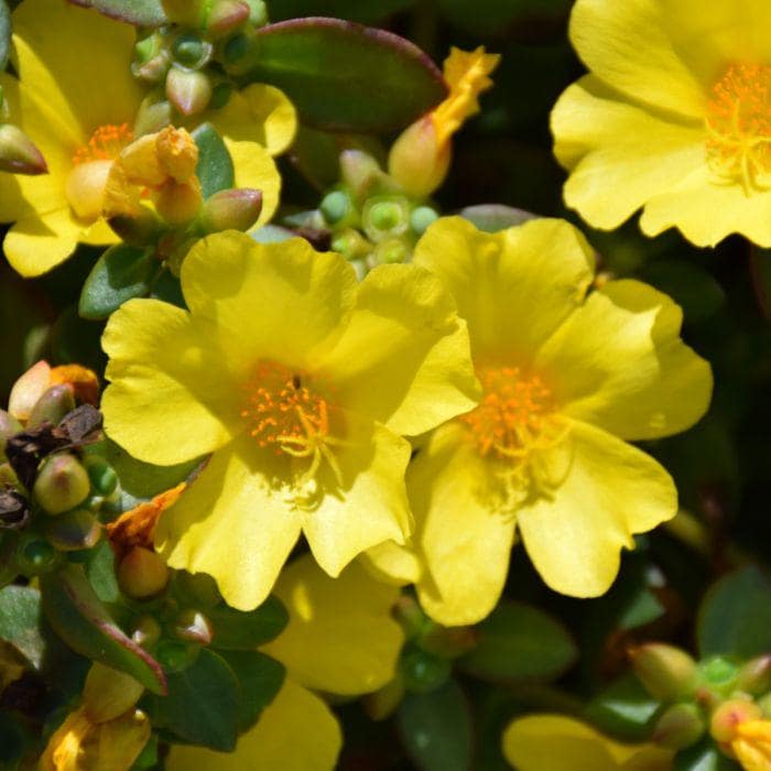 Jumbo Yellow Portulaca Live Plants | Pack of 2 (TWO) | 5-9" Tall | Moss Rose Purslane | Drought Tolerant