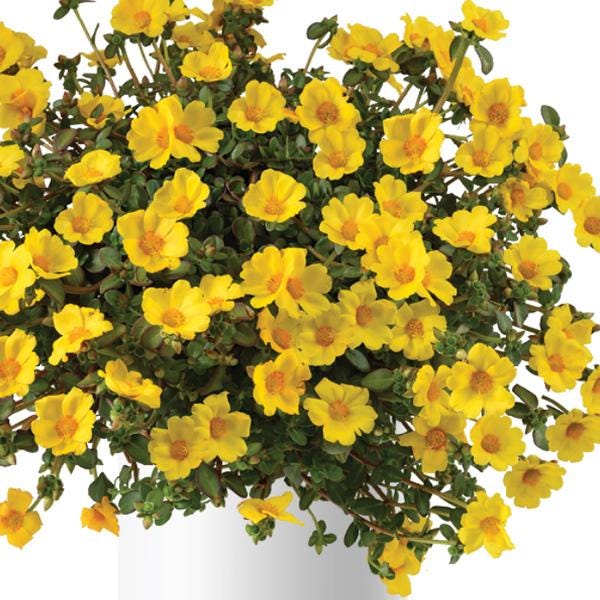 Jumbo Yellow Portulaca Live Plants | Pack of 2 (TWO) | 5-9" Tall | Moss Rose Purslane | Drought Tolerant