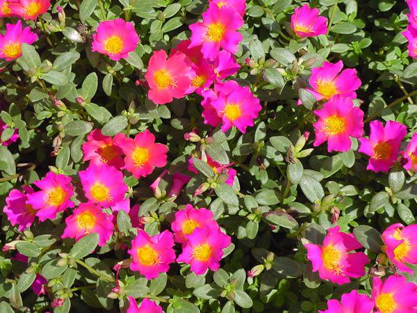 Pink Glow Portulaca Live Plants | Pack of 2 (TWO) | 5-9" Tall | Moss Rose Purslane | Drought Tolerant