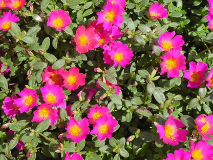 Pink Glow Portulaca Live Plants | Pack of 2 (TWO) | 5-9" Tall | Moss Rose Purslane | Drought Tolerant