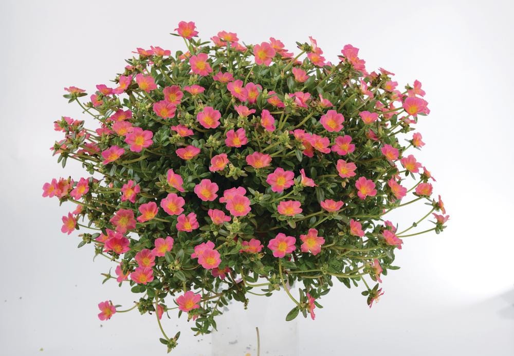 Pink Glow Portulaca Live Plants | Pack of 2 (TWO) | 5-9" Tall | Moss Rose Purslane | Drought Tolerant