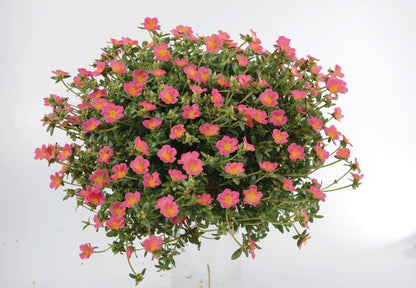 Pink Glow Portulaca Live Plants | Pack of 2 (TWO) | 5-9" Tall | Moss Rose Purslane | Drought Tolerant