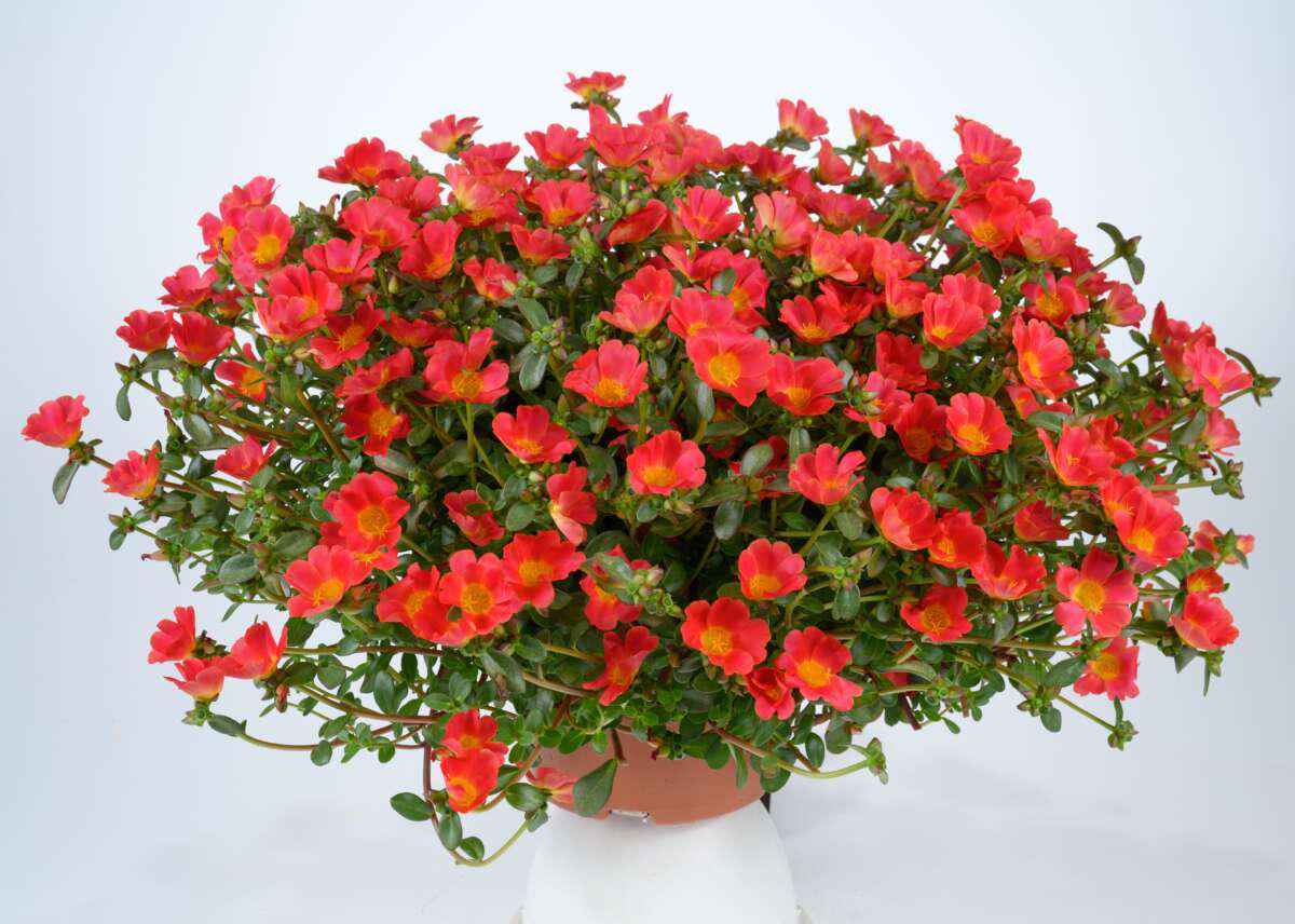 Red Flare Portulaca Live Plants | Pack of 2 (TWO) | 5-9" Tall | Moss Rose Purslane