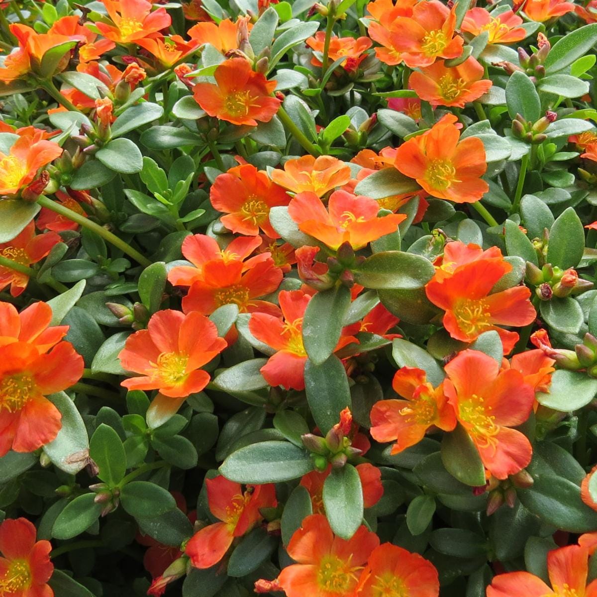 Tangerine Purslane Live Plants | Pack of 2 (TWO) | 5-9" Tall | Portulaca Moss Rose | Drought Tolerant