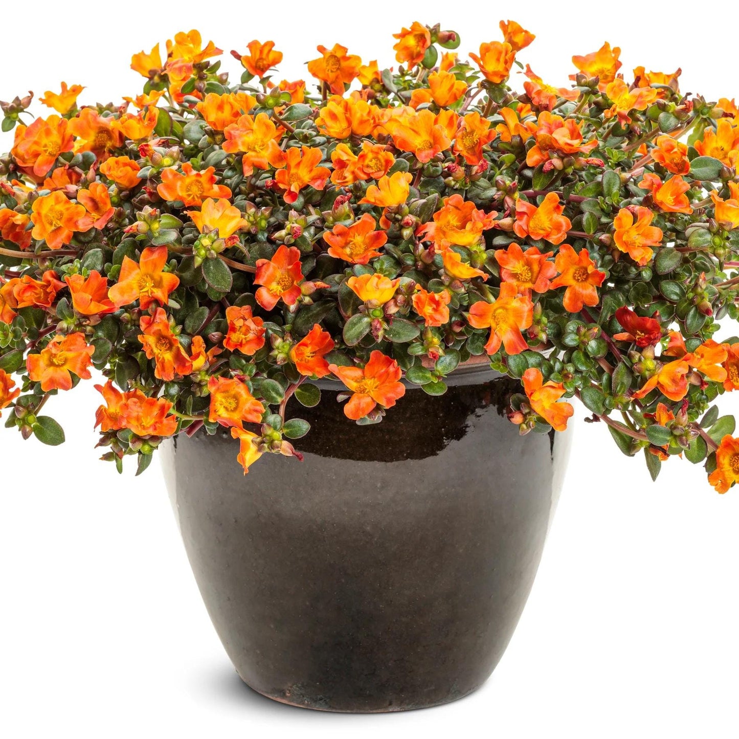 Tangerine Purslane Live Plants | Pack of 2 (TWO) | 5-9" Tall | Portulaca Moss Rose | Drought Tolerant