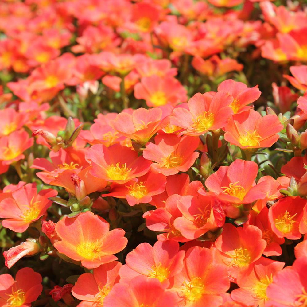 Tangerine Purslane Live Plants | Pack of 2 (TWO) | 5-9" Tall | Portulaca Moss Rose | Drought Tolerant