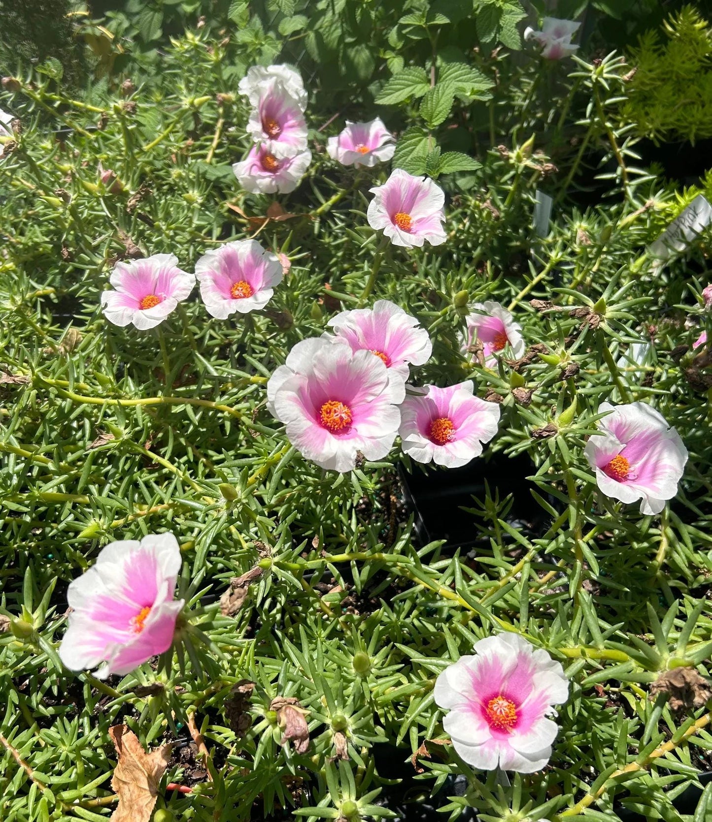 Samba Peppermint Purslane Live Plants | Pack of 2 (TWO) | 5-9" Tall | Bicolor Pink & White Moss Rose | Unique Candy-Striped Blooms