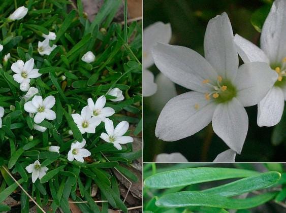 White Purslane Live Plants | Pack of 2 (TWO) | 5-9" Tall | Moss Rose Portulaca