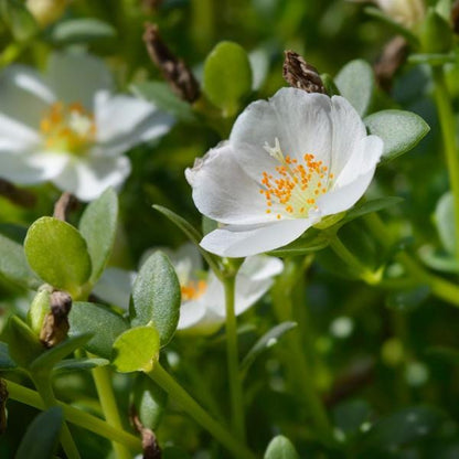 White Purslane Live Plants | Pack of 2 (TWO) | 5-9" Tall | Moss Rose Portulaca
