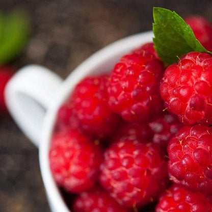 Caroline Red Raspberry Live Plants | Pack of 2 (TWO) | 5-9" Tall | Everbearing Rubus Idaeus Bush | Hardy Zone 4-9