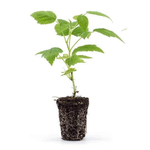 Nantahala Red Raspberry Live Plants | Pack of 2 (TWO) | 5-9" Tall | Late-Season Primocane Rubus Idaeus | Hardy Zone 6-9