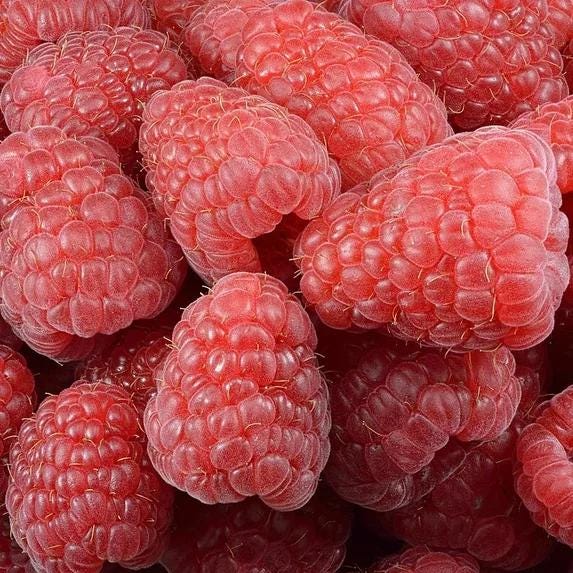 Nantahala Red Raspberry Live Plants | Pack of 2 (TWO) | 5-9" Tall | Late-Season Primocane Rubus Idaeus | Hardy Zone 6-9