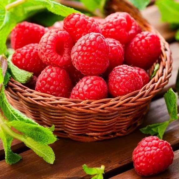 Nantahala Red Raspberry Live Plants | Pack of 2 (TWO) | 5-9" Tall | Late-Season Primocane Rubus Idaeus | Hardy Zone 6-9