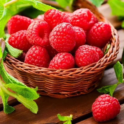 Nantahala Red Raspberry Live Plants | Pack of 2 (TWO) | 5-9" Tall | Late-Season Primocane Rubus Idaeus | Hardy Zone 6-9