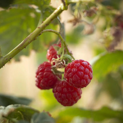 Nantahala Red Raspberry Live Plants | Pack of 2 (TWO) | 5-9" Tall | Late-Season Primocane Rubus Idaeus | Hardy Zone 6-9