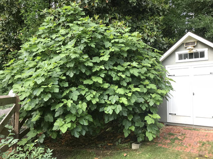 Live Brown Turkey Fig Tree (5-9") - Ficus carica - Cold Hardy Zone 7-9 - Sweet Double Harvest Fruit