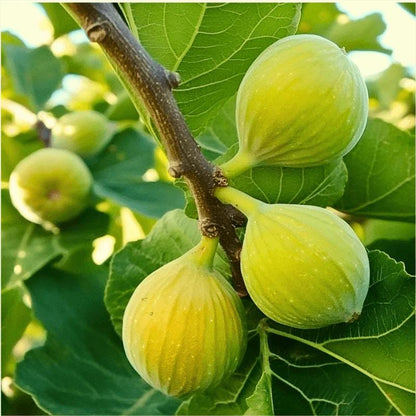 Live Kadota Fig Tree (5-9") - Ficus carica "White Honey Fig" - Sweet Edible Fruit for Preserves - Cold Hardy Zone 7-10 - Self Pollinating