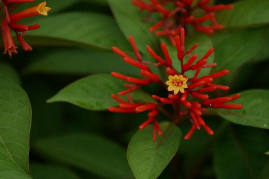 Mexican Firebush Live Plants (5-9") - Pack of 2 (TWO) - Hamelia patens "Hummingbird Bush" - Firecracker Shrub