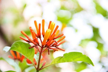 Mexican Firebush Live Plants (5-9") - Pack of 2 (TWO) - Hamelia patens "Hummingbird Bush" - Firecracker Shrub