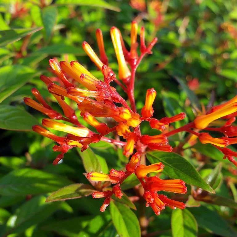Mexican Firebush Live Plants (5-9") - Pack of 2 (TWO) - Hamelia patens "Hummingbird Bush" - Firecracker Shrub