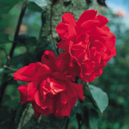 Don Juan Climbing Rose Live Plants | Pack of 2 | 5-9" Tall | Deep Velvet Red Fragrant Flowers