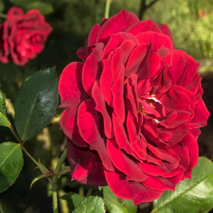 Don Juan Climbing Rose Live Plants | Pack of 2 | 5-9" Tall | Deep Velvet Red Fragrant Flowers