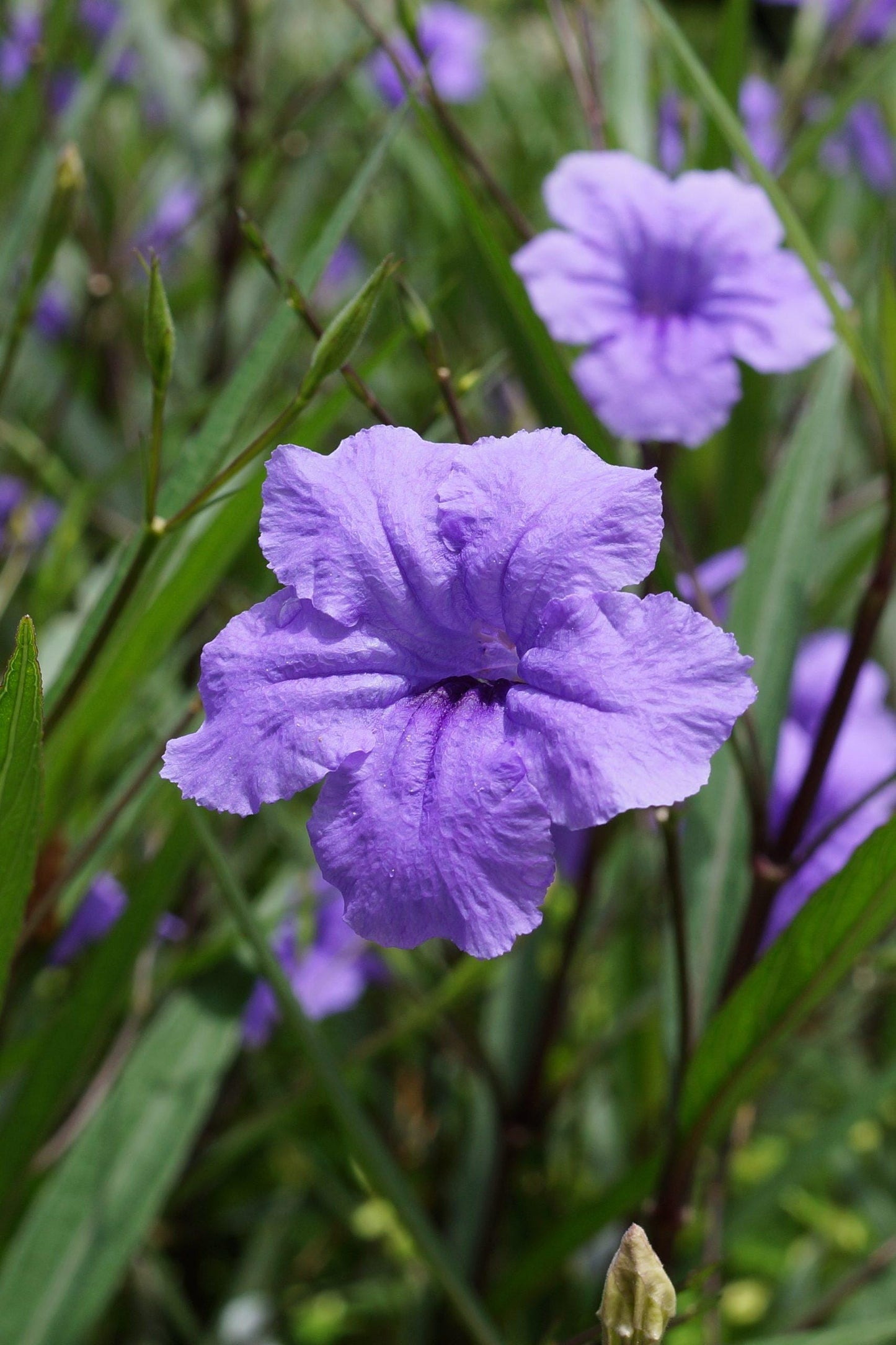 Katie’s Dwarf Blue Ruellia Live Plants | Pack of 2 (TWO) | 5-9" Tall | Mexican Petunia