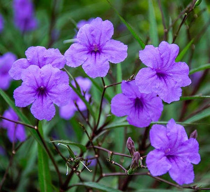 Katie’s Dwarf Blue Ruellia Live Plants | Pack of 2 (TWO) | 5-9" Tall | Mexican Petunia