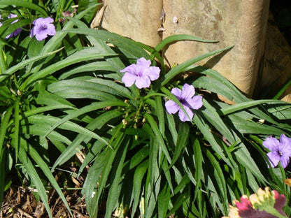 Katie’s Dwarf Blue Ruellia Live Plants | Pack of 2 (TWO) | 5-9" Tall | Mexican Petunia