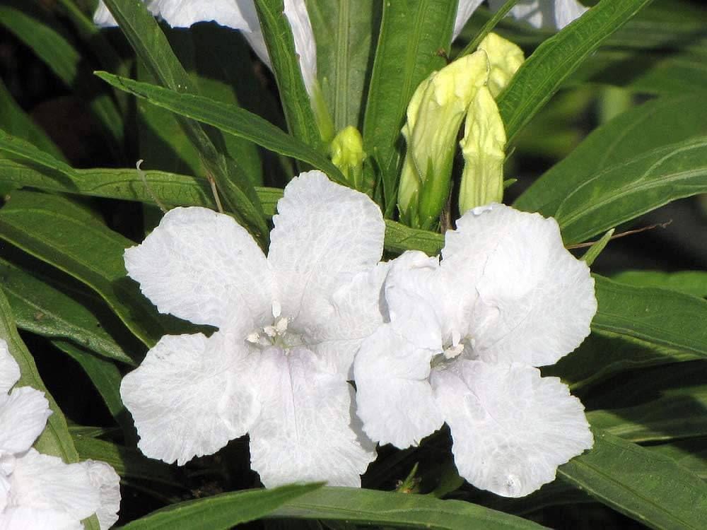 Katie’s Dwarf White Ruellia Live Plants | Pack of 2 (TWO) | 5-9" Tall | White Mexican Petunia