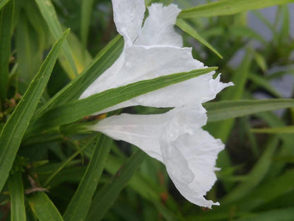 Katie’s Dwarf White Ruellia Live Plants | Pack of 2 (TWO) | 5-9" Tall | White Mexican Petunia