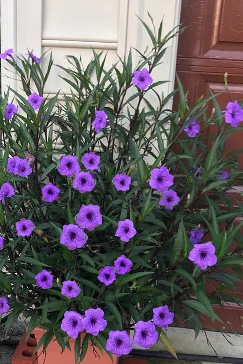 Purple Showers Ruellia Live Plants | Pack of 2 (TWO) | 5-9" Tall | Tall Mexican Petunia