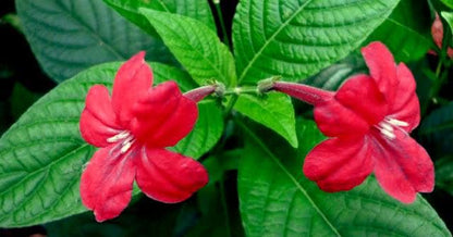 Brazilian Red Ruellia Live Plants | Pack of 2 (TWO) | 5-9" Tall | Ruellia Elegans | Red Wild Petunia