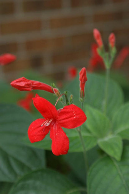 Brazilian Red Ruellia Live Plants | Pack of 2 (TWO) | 5-9" Tall | Ruellia Elegans | Red Wild Petunia