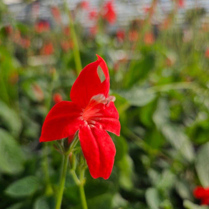Brazilian Red Ruellia Live Plants | Pack of 2 (TWO) | 5-9" Tall | Ruellia Elegans | Red Wild Petunia