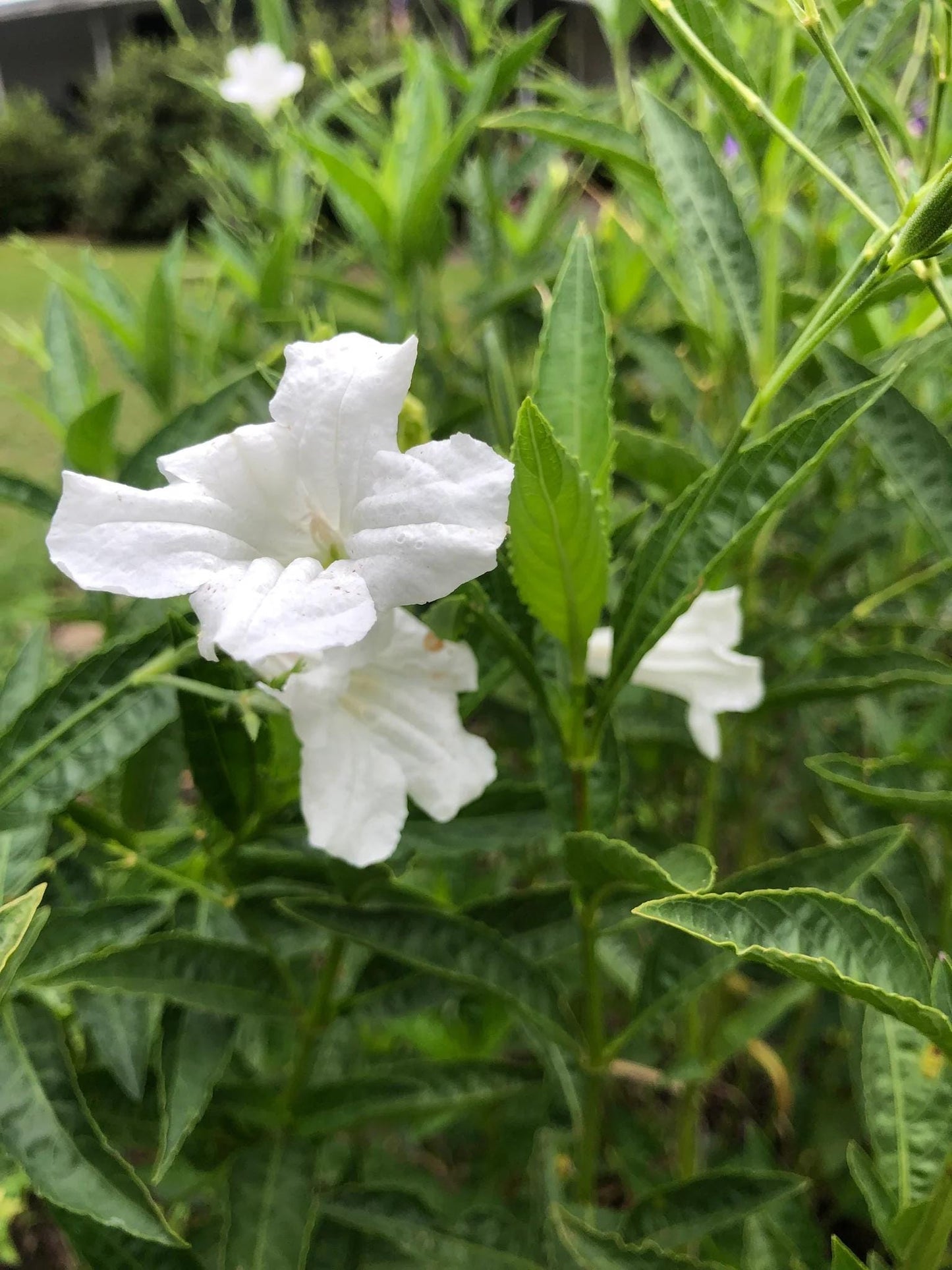 White Wild Petunia Ruellia Live Plants | Pack of 2 (TWO) | 5-9" Tall | Mexican Petunia