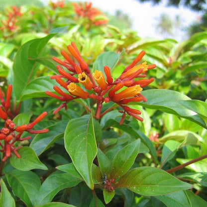 Dwarf Mexican Firebush - 2 Pack Hamelia Patens 'Firefly' Live Plants (5-9")  -Compact Hummingbird Magnet - Non-Stop Orange Blooms