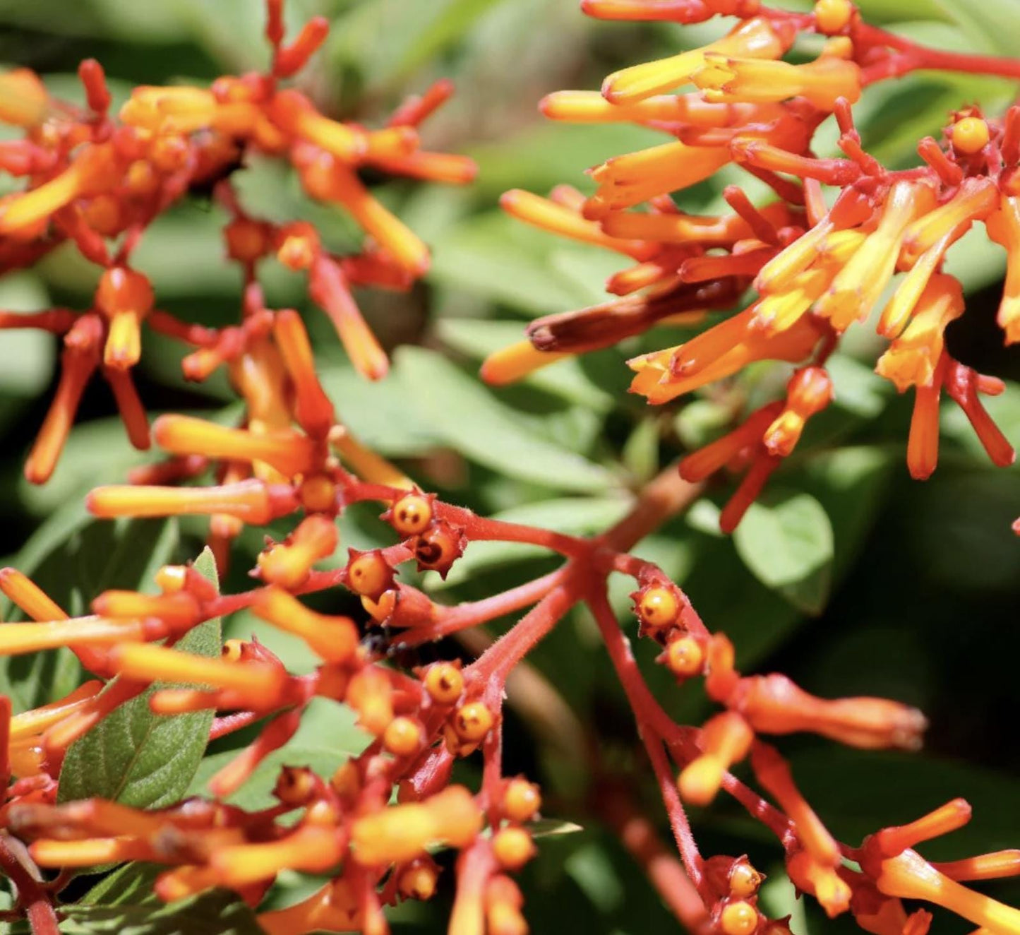Dwarf Mexican Firebush - 2 Pack Hamelia Patens 'Firefly' Live Plants (5-9")  -Compact Hummingbird Magnet - Non-Stop Orange Blooms